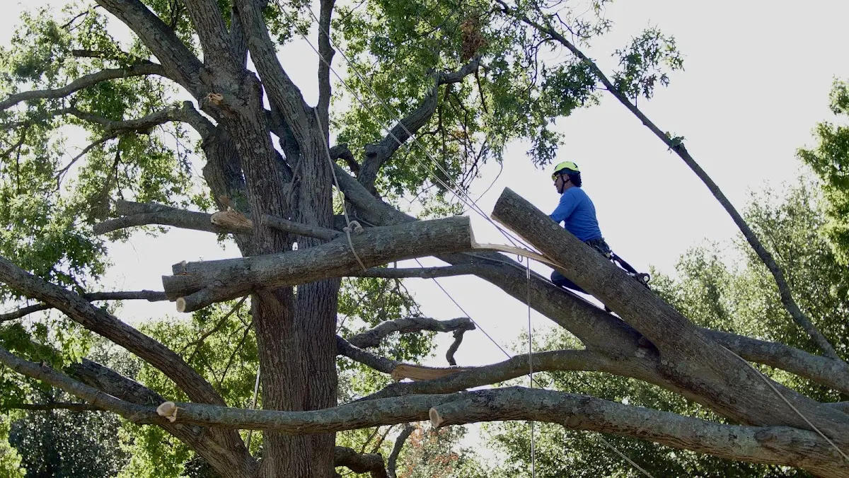 Professional Crown Thinning performed by certified arborists in Garner