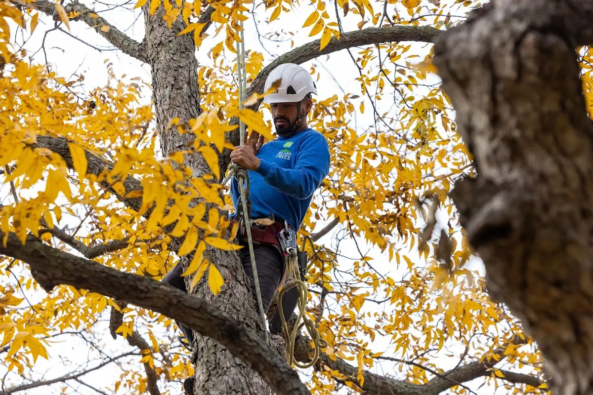 Skilled Emergency Tree Service crew working in Garner